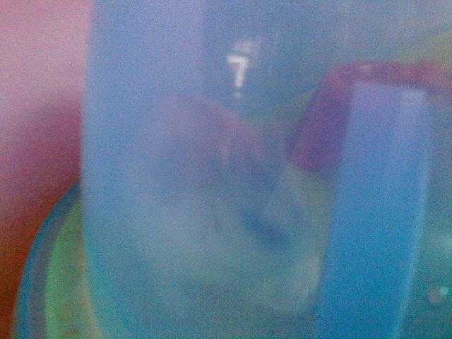 Dværghamster Mille  billede 5