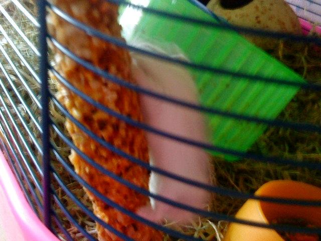 Dværghamster Mille  billede 6