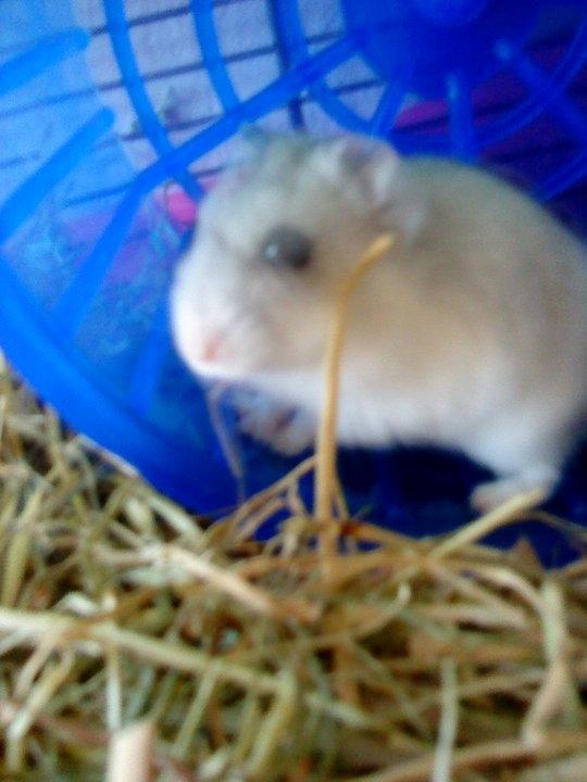 Dværghamster Mille  billede 7