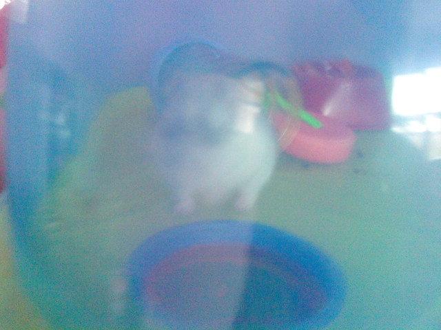 Dværghamster Mille  billede 8