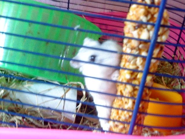 Dværghamster Mille  billede 9