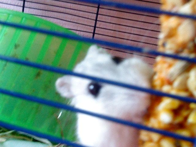 Dværghamster Mille  billede 10
