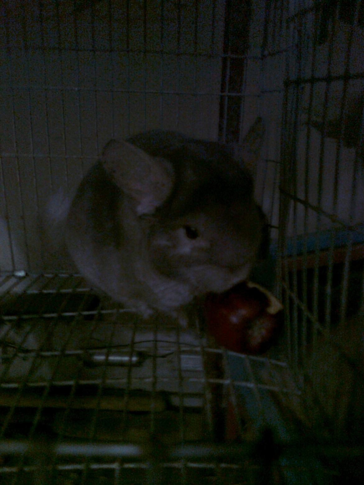 Chinchilla overugilts´´ Mette<3 RIP - hey jeg spiser x) billede 1