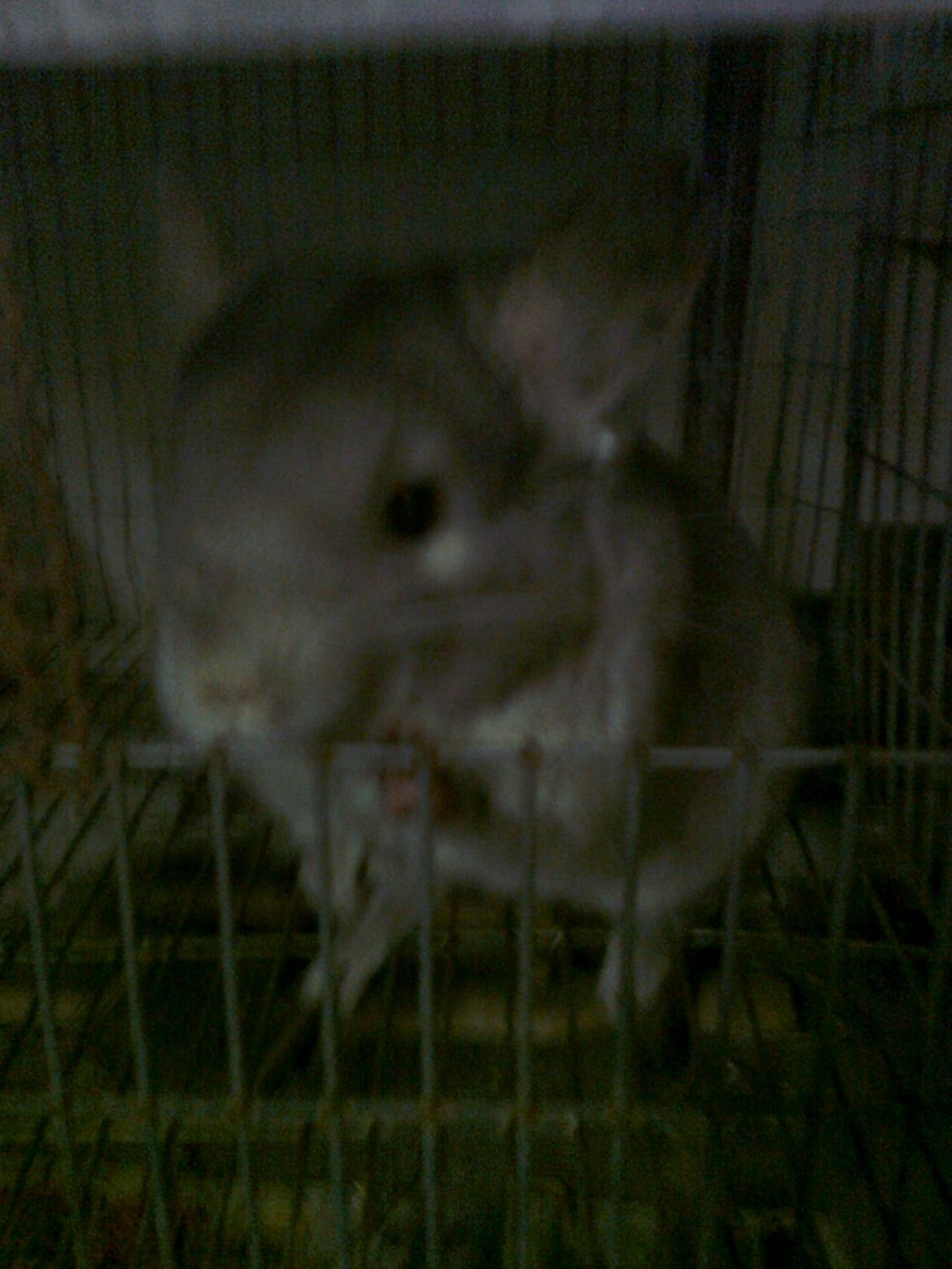 Chinchilla overugilts´´ Mette<3 RIP billede 3