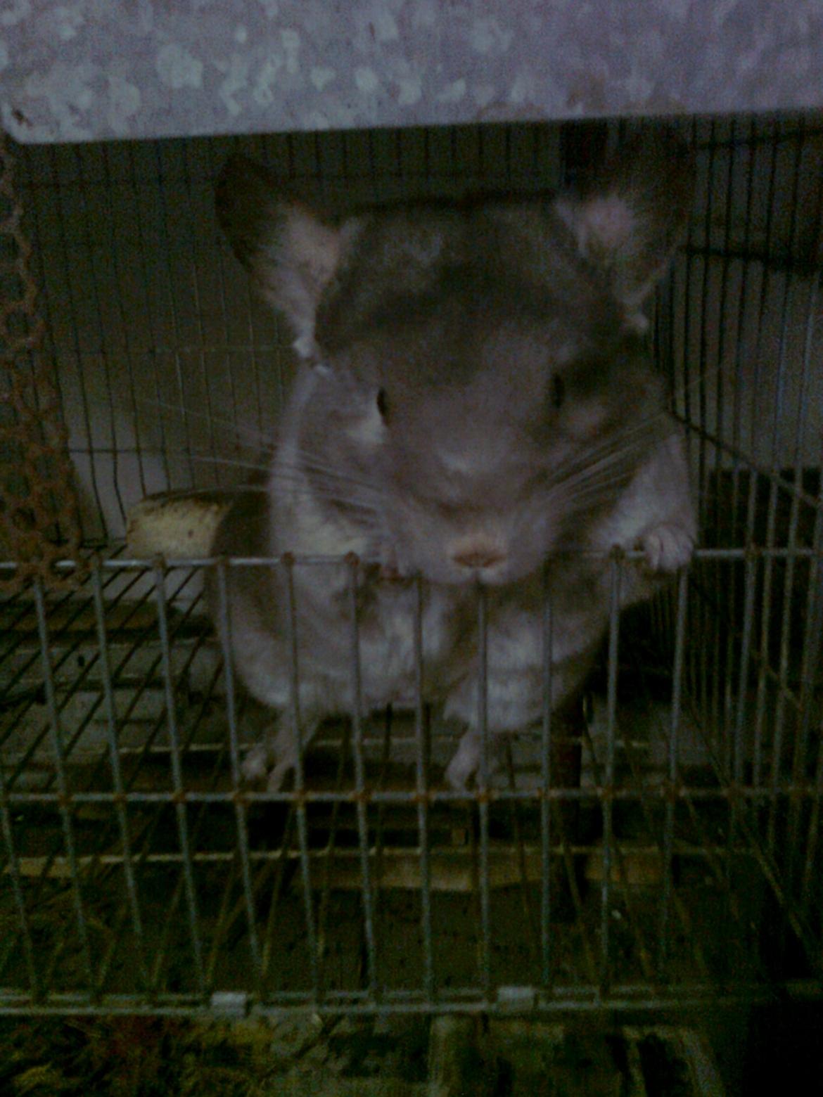 Chinchilla overugilts´´ Mette<3 RIP billede 5