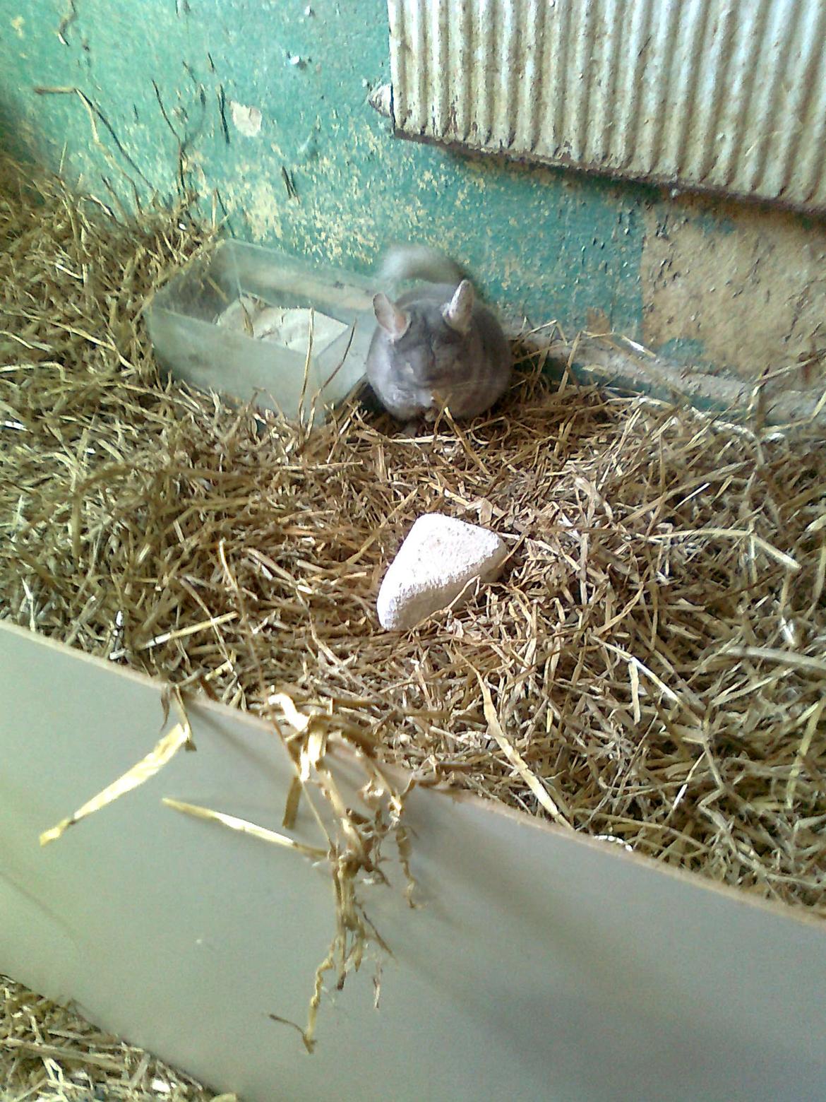 Chinchilla overugilts´´ Mette<3 RIP billede 6