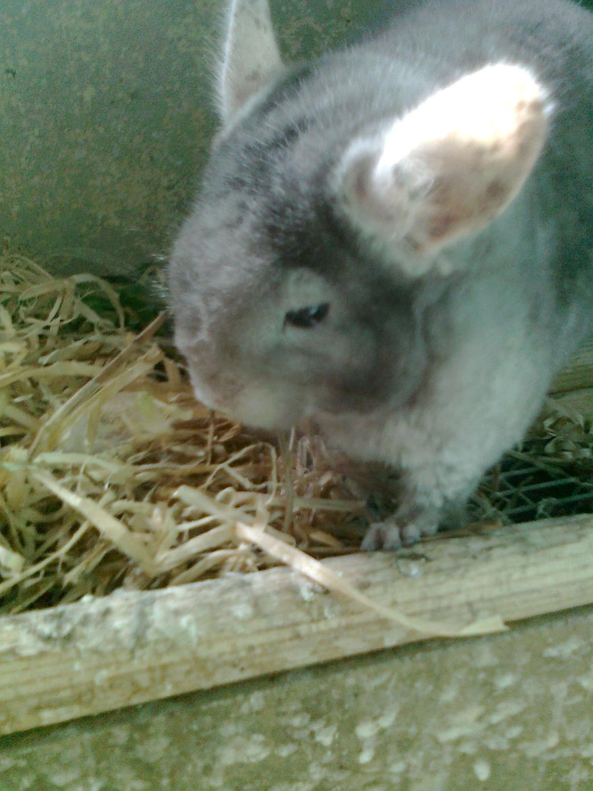 Chinchilla overugilts´´ Mette<3 RIP billede 9