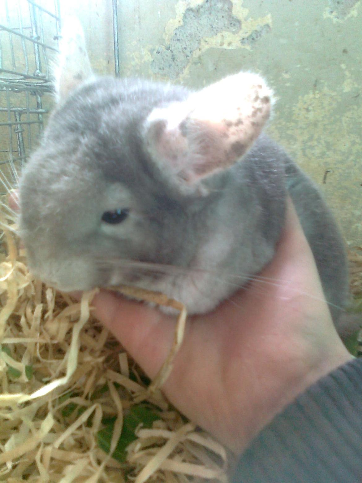 Chinchilla overugilts´´ Mette<3 RIP billede 8