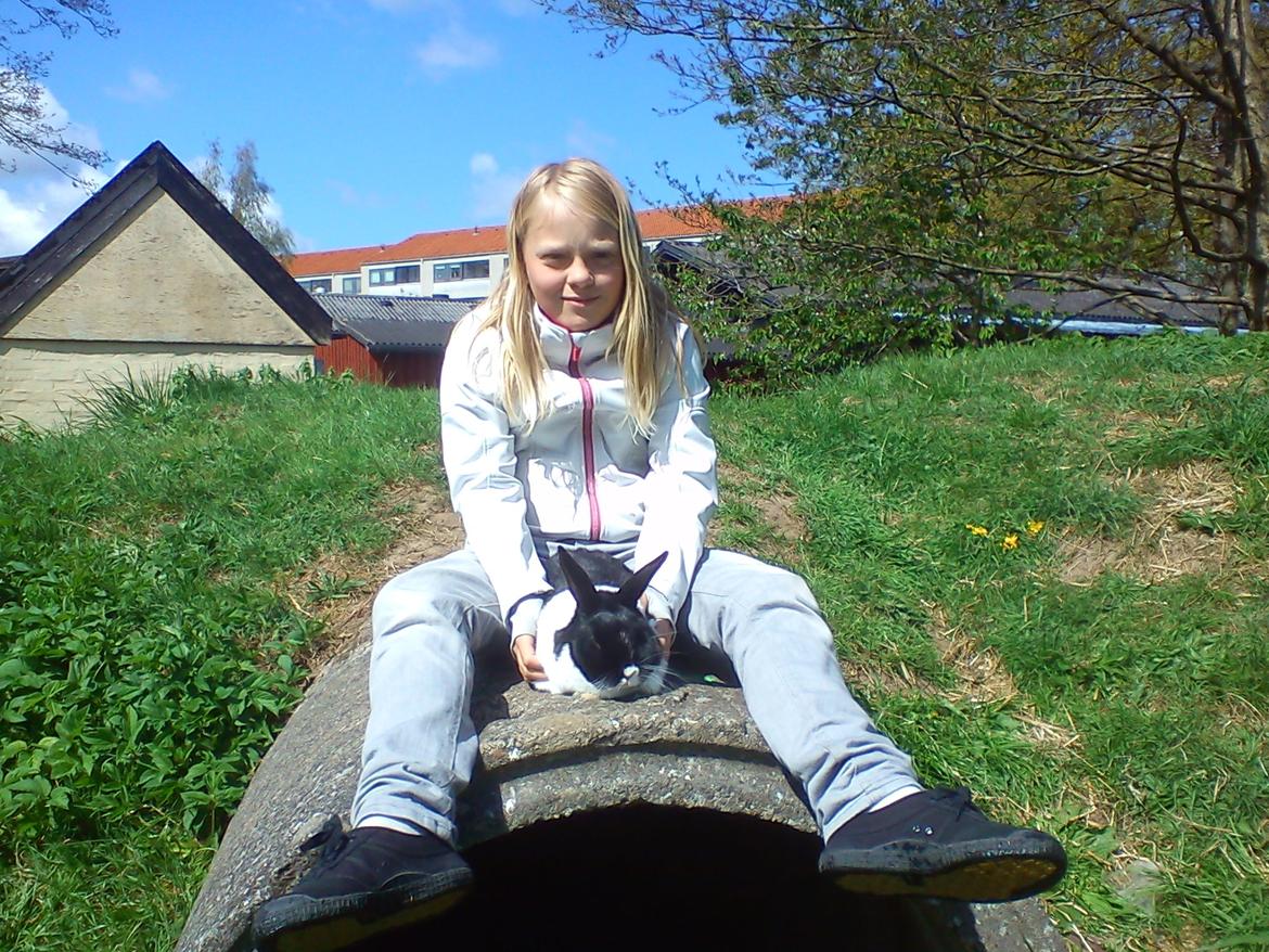 Kanin KOWO billede 15