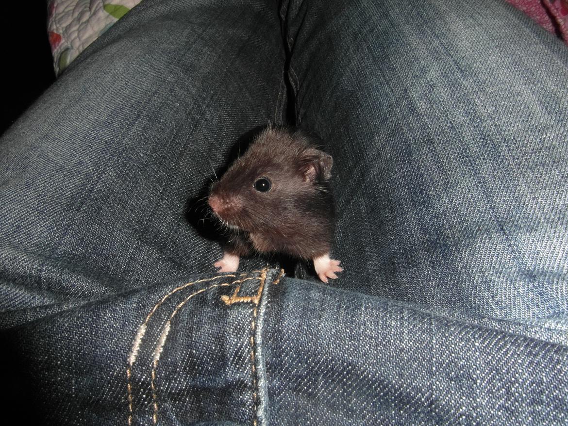 Hamster - Hans-Peter billede 12