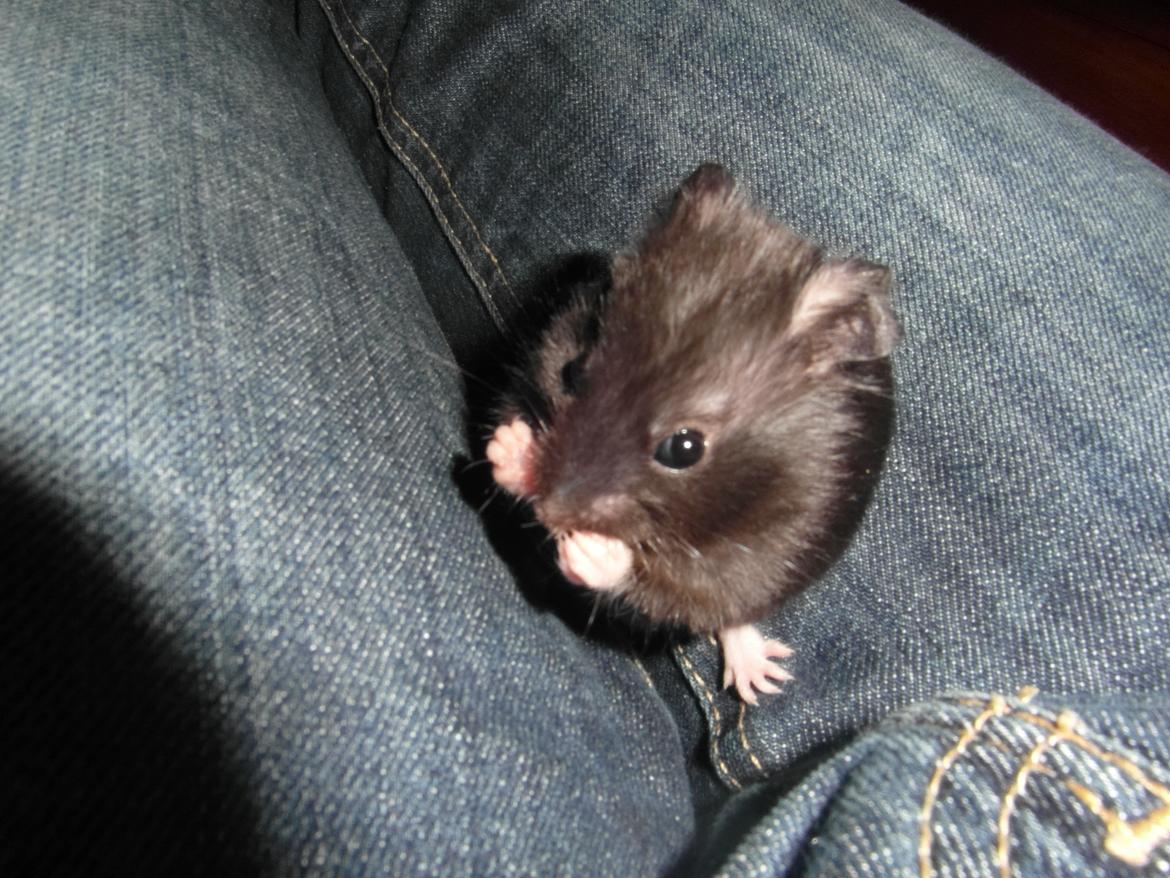 Hamster - Hans-Peter - vasker sig  billede 13