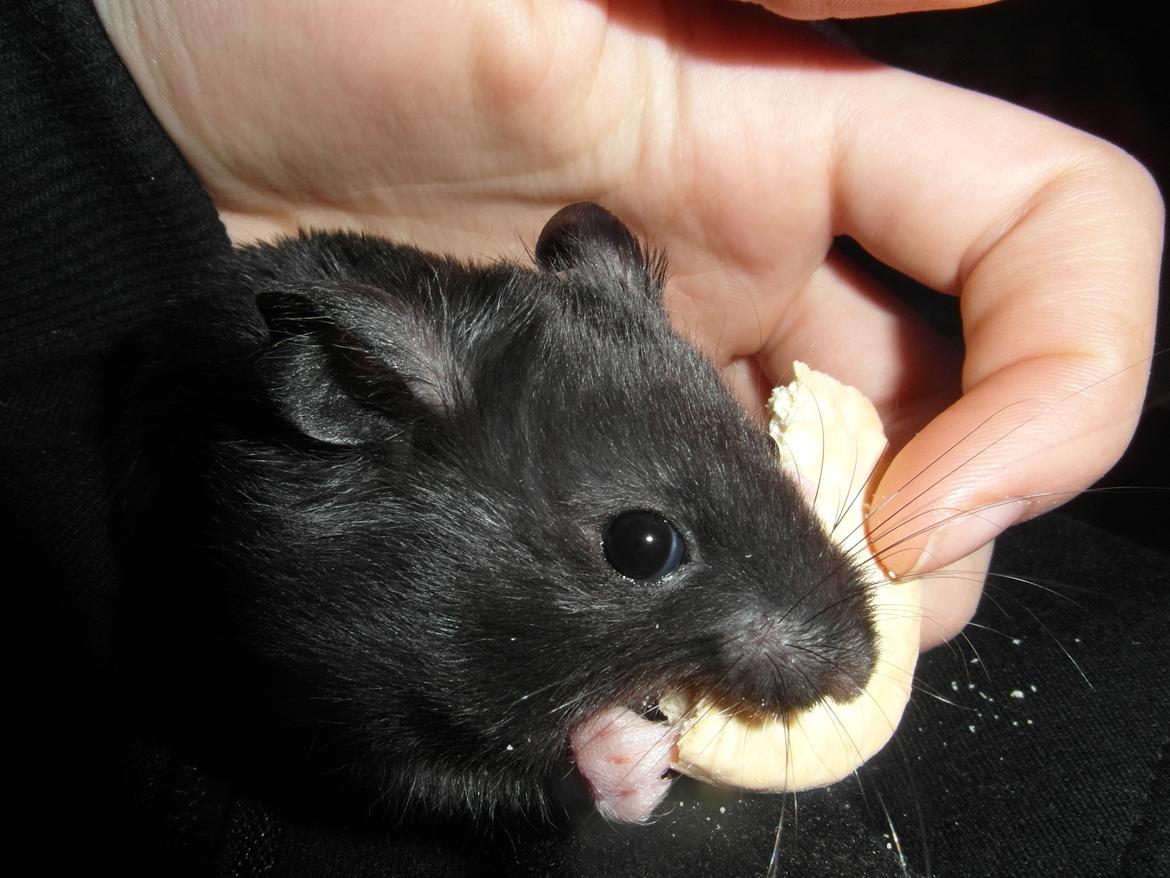 Hamster - Hans-Peter - Spiser kiks :) billede 6