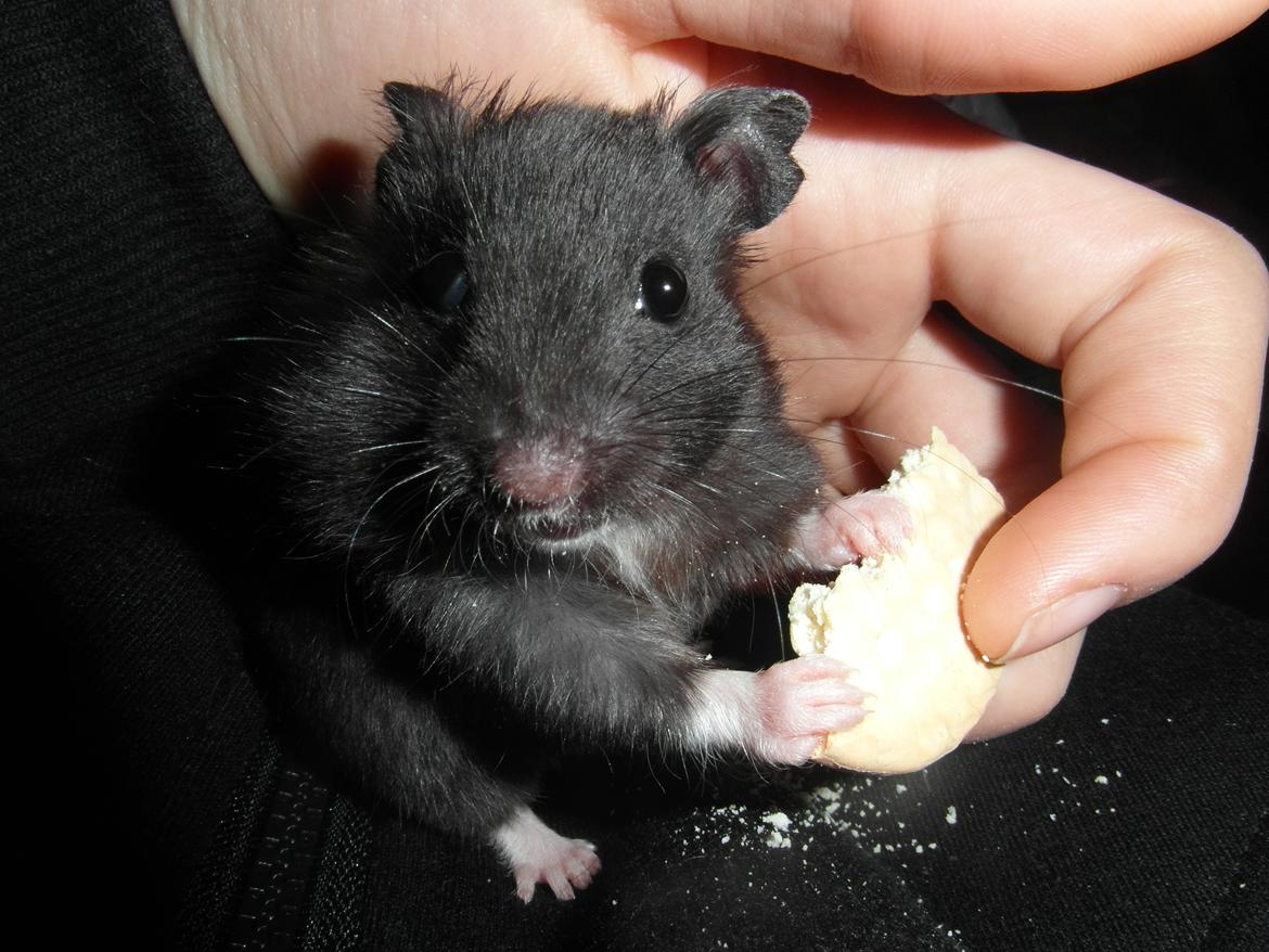 Hamster - Hans-Peter - Spiser kiks :) billede 1