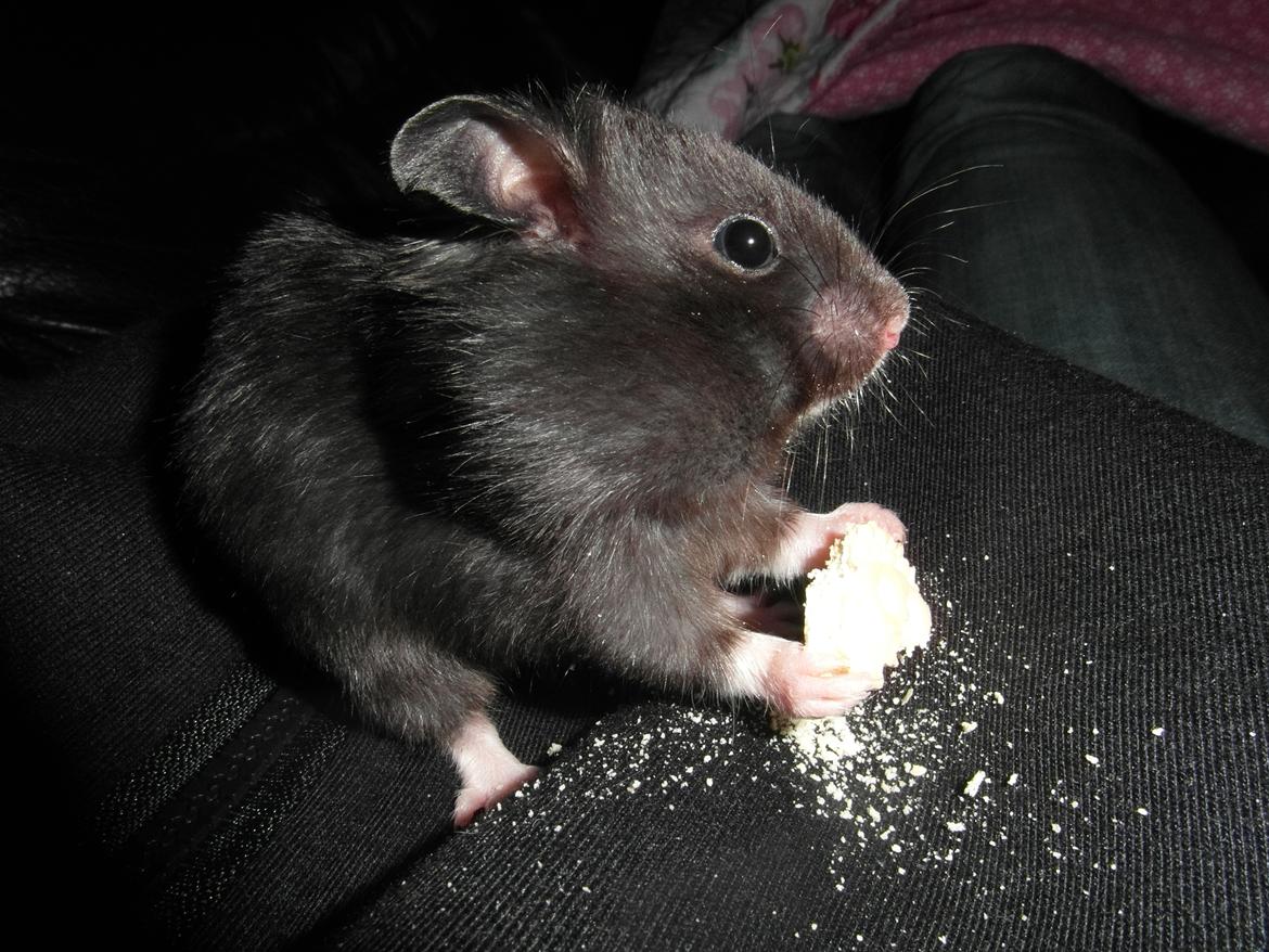 Hamster - Hans-Peter - Fyldte kinder billede 4