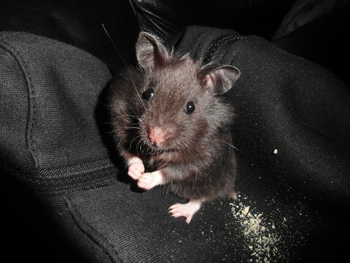 Hamster - Hans-Peter - Flotte fyr  billede 5