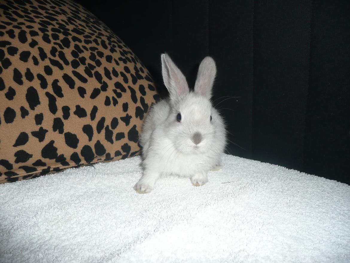 Kanin Snefnug •Himmelgnaver• - Snefnug 6 uger <3 billede 2