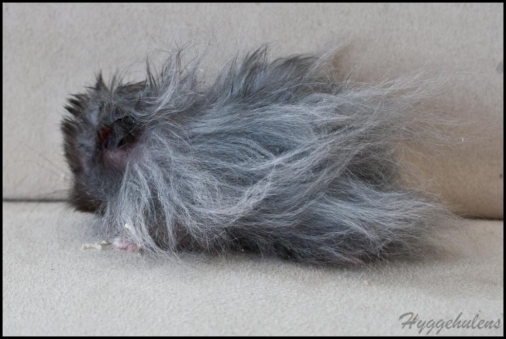 Hamster Futte † 2012 † billede 11