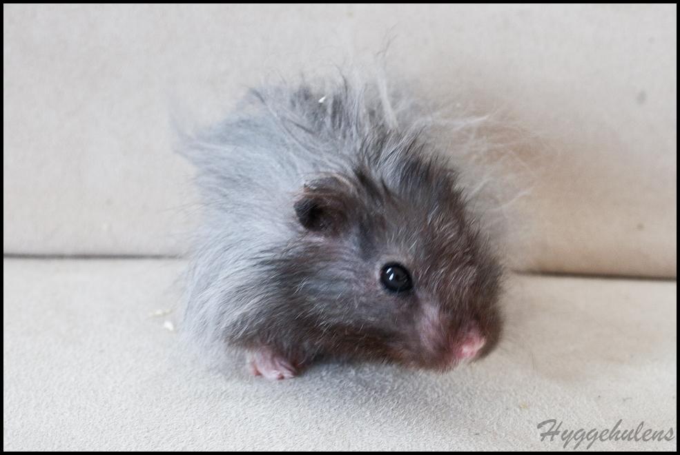 Hamster Futte † 2012 † billede 10