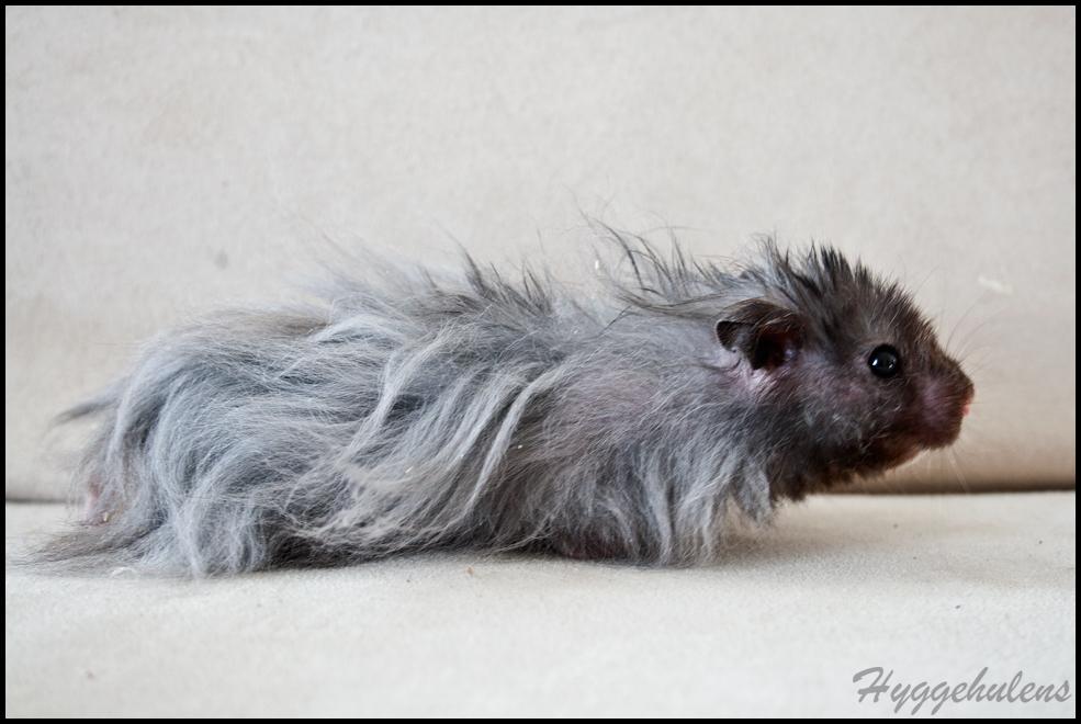 Hamster Futte † 2012 † billede 9