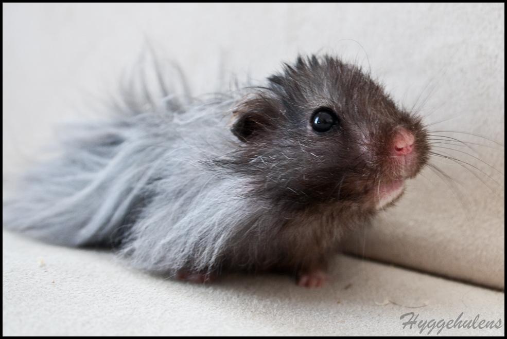 Hamster Futte † 2012 † billede 8