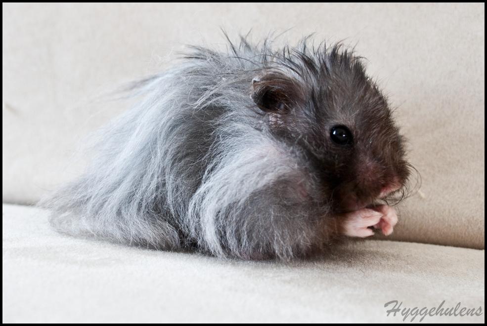 Hamster Futte † 2012 † billede 7