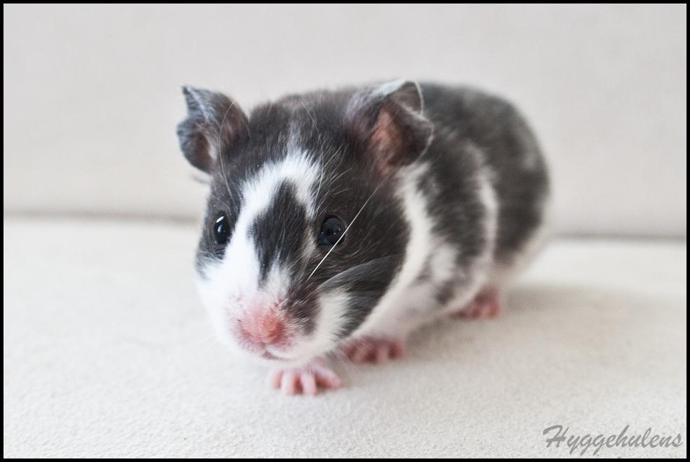 Hamster Hyggehulen's Anthea billede 12