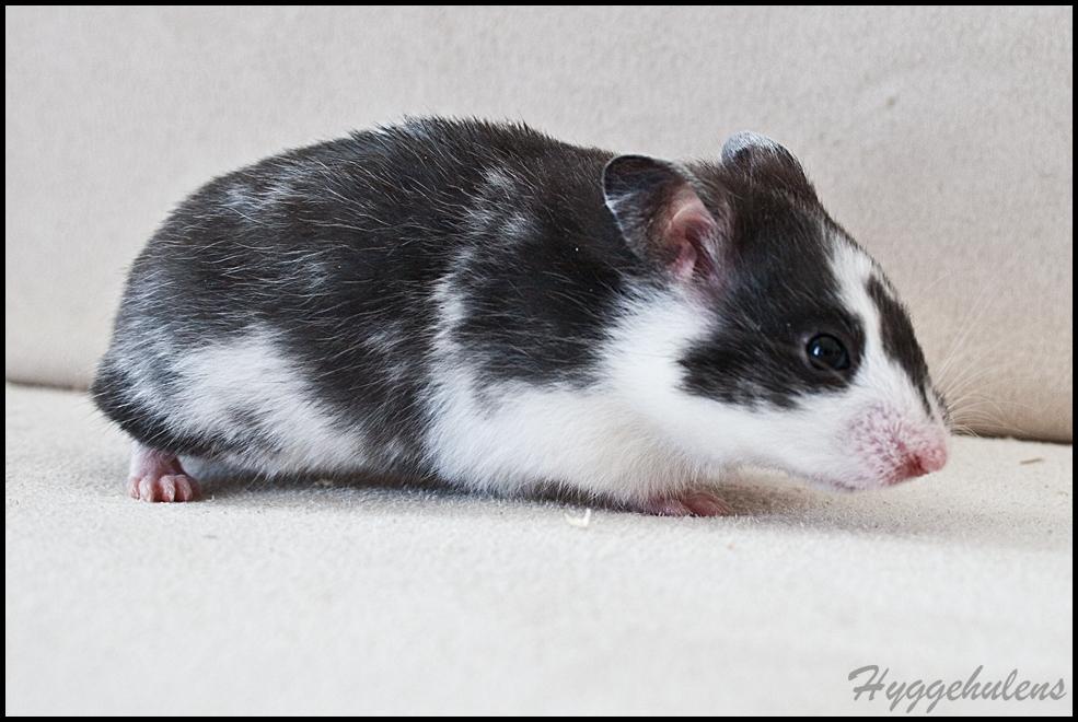 Hamster Hyggehulen's Anthea billede 14