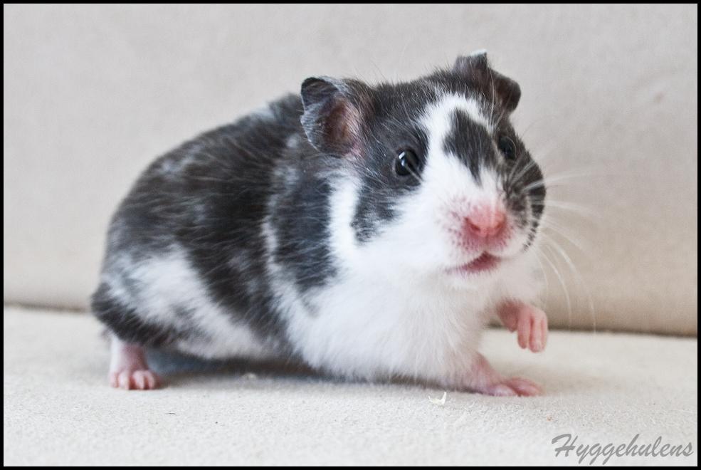 Hamster Hyggehulen's Anthea billede 13