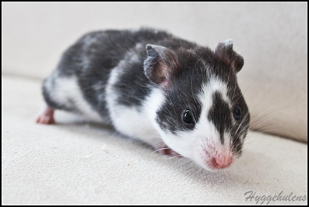 Hamster Hyggehulen's Anthea billede 11