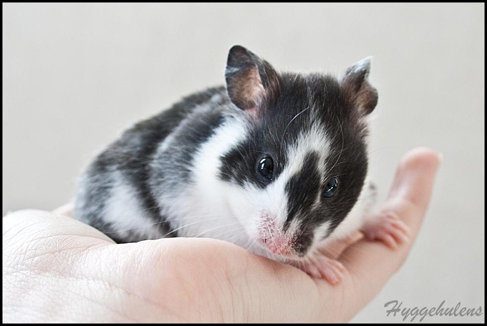 Hamster Hyggehulen's Anthea billede 15