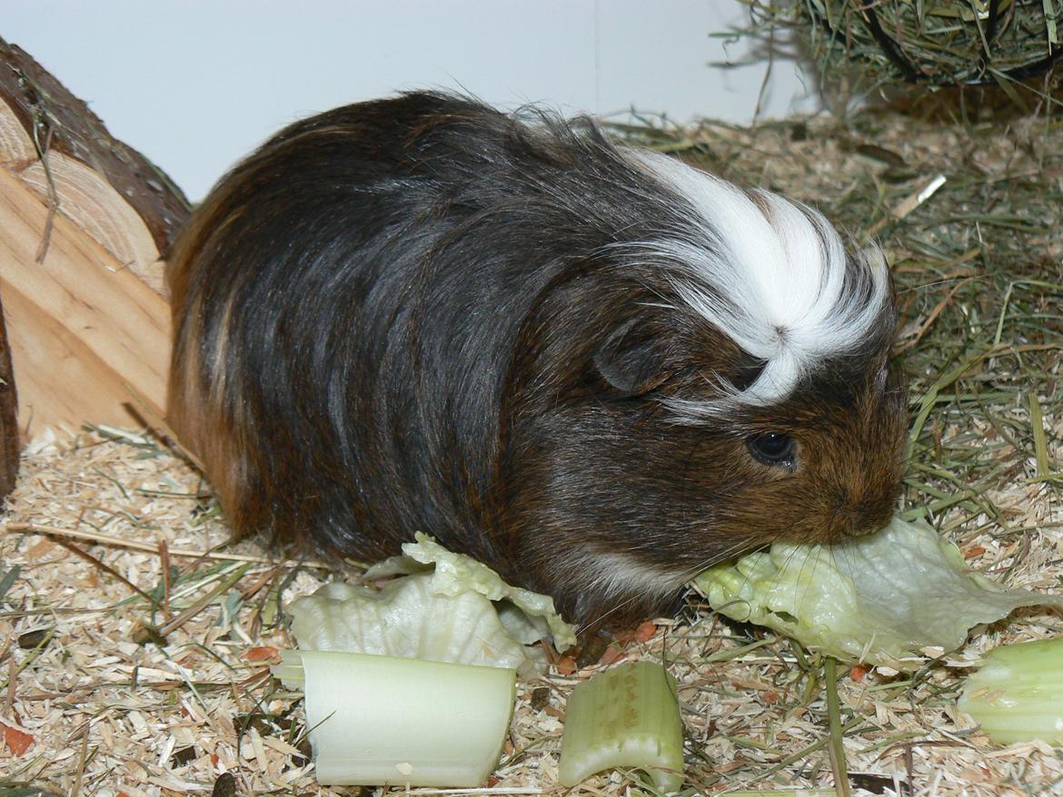 Marsvin Guido billede 1