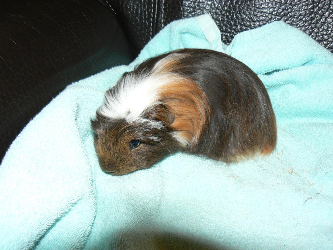 Marsvin Guido billede 2