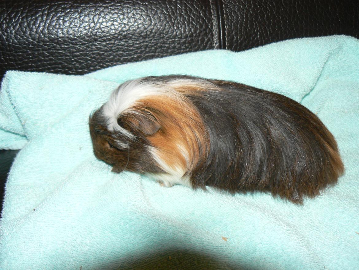 Marsvin Guido billede 3