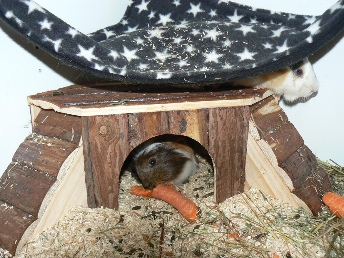 Marsvin Guido billede 4