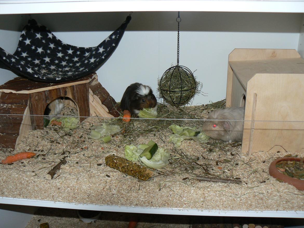 Marsvin Guido billede 5