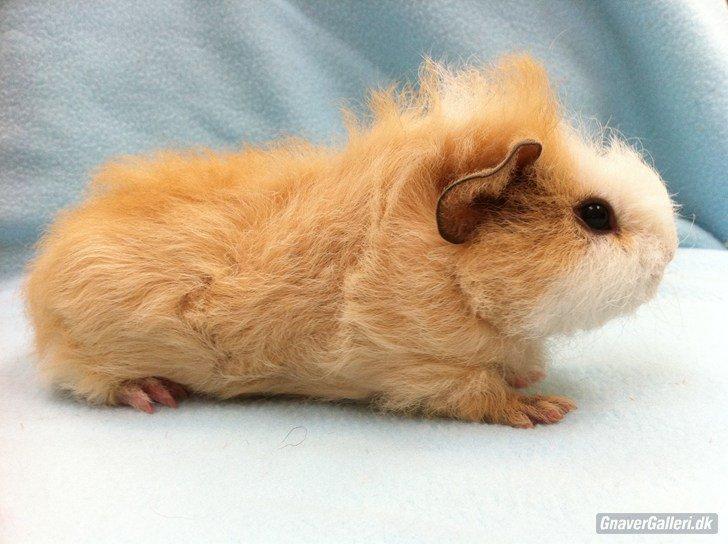 Marsvin Pjuske billede 1