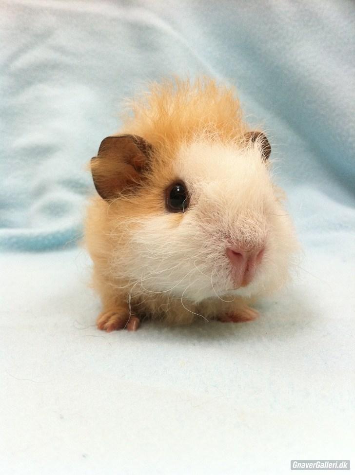 Marsvin Pjuske billede 2