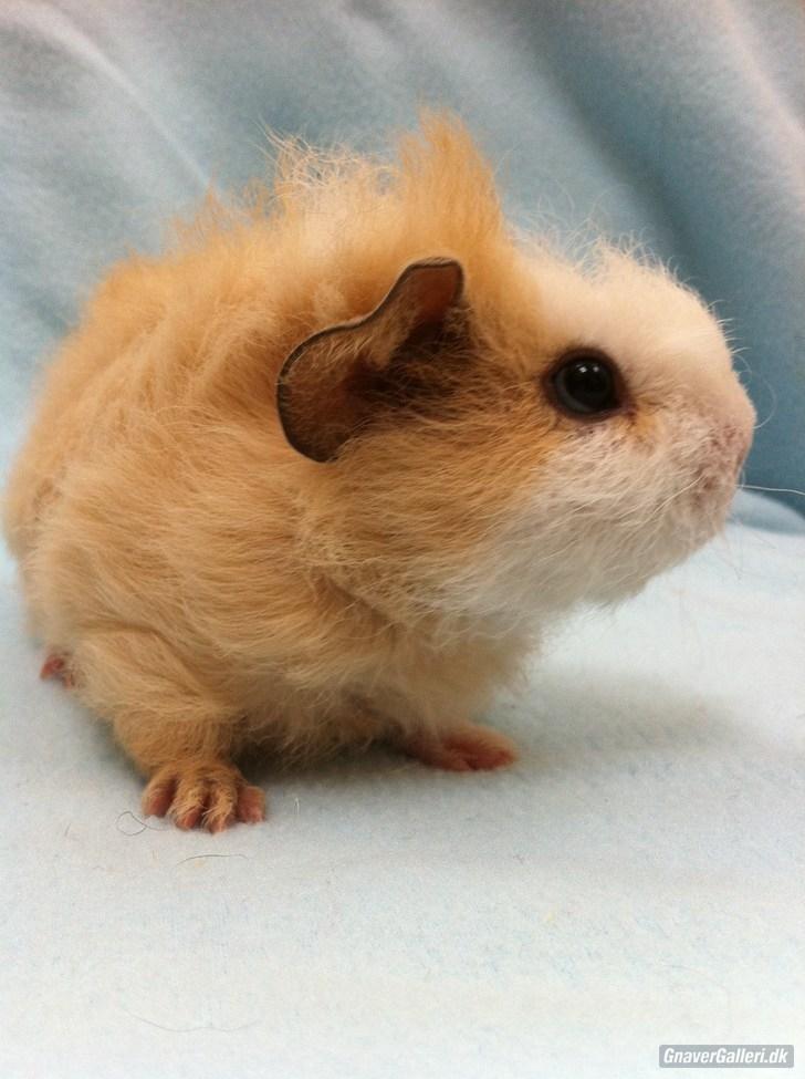 Marsvin Pjuske billede 3