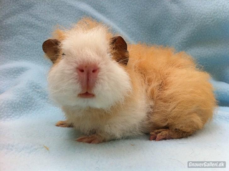 Marsvin Pjuske billede 4