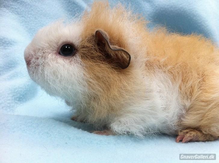 Marsvin Pjuske billede 5