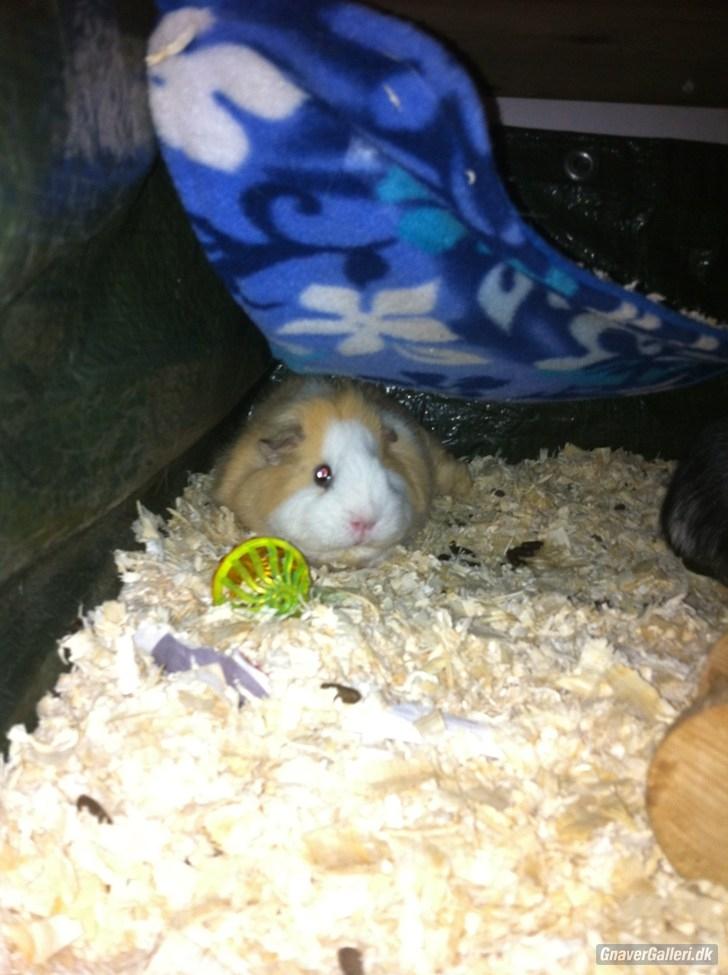 Marsvin Pjuske billede 6