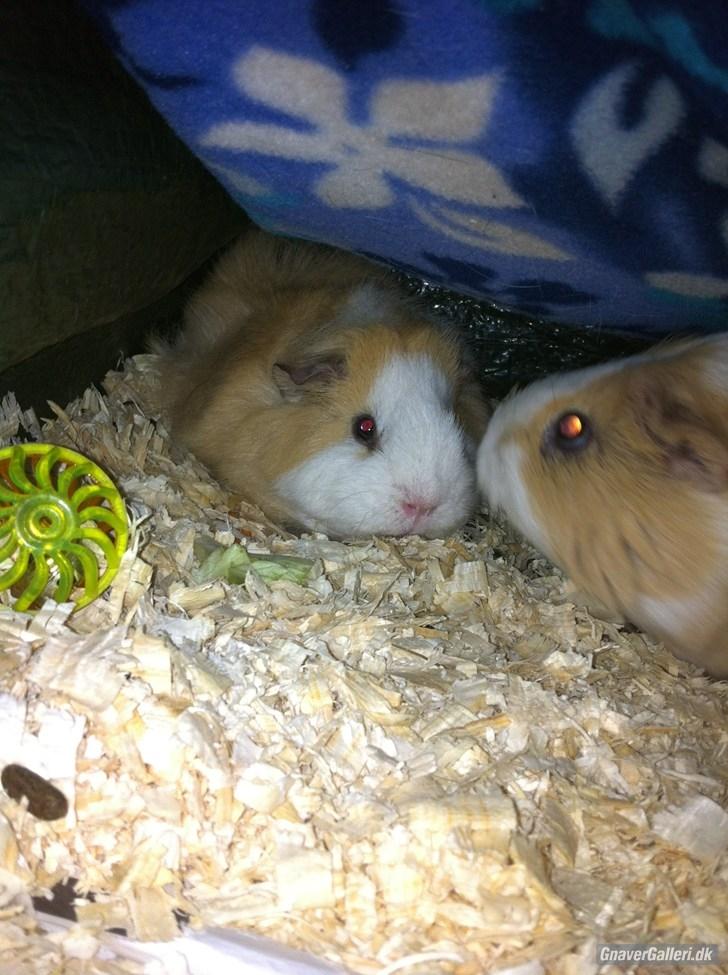 Marsvin Pjuske billede 7