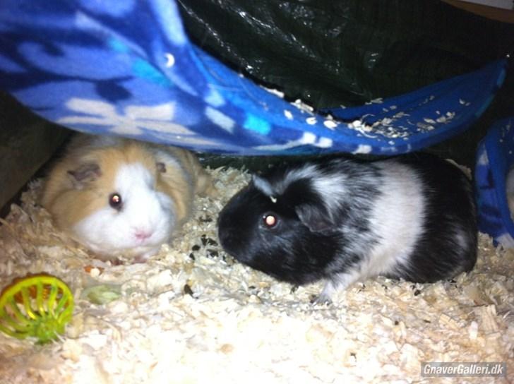 Marsvin Pjuske billede 8