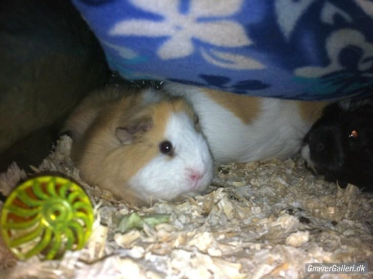 Marsvin Pjuske billede 9