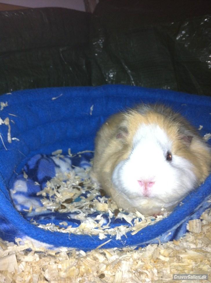 Marsvin Pjuske billede 10