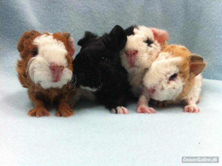 Marsvin Pjuske - pjuske med sine brødre :D<3 billede 11