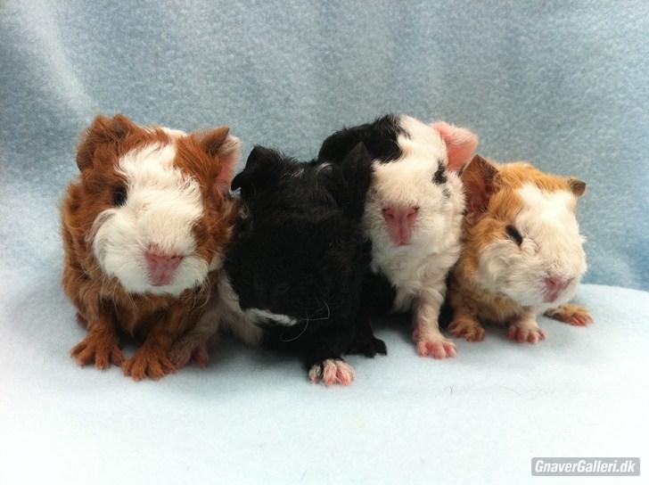 Marsvin Pjuske - pjuske med sine brødre<3 billede 12