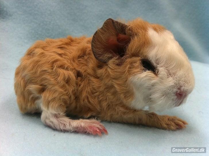 Marsvin Pjuske billede 13