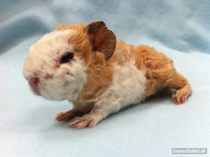 Marsvin Pjuske billede 14