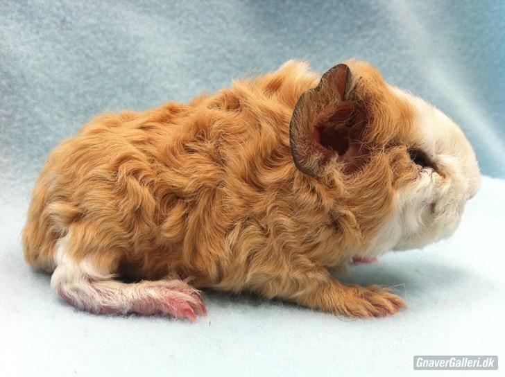 Marsvin Pjuske billede 15